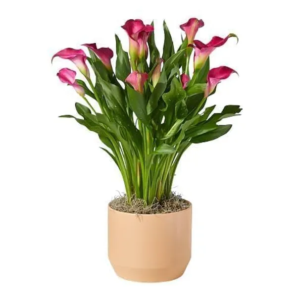 Peace_Lily_Plant
