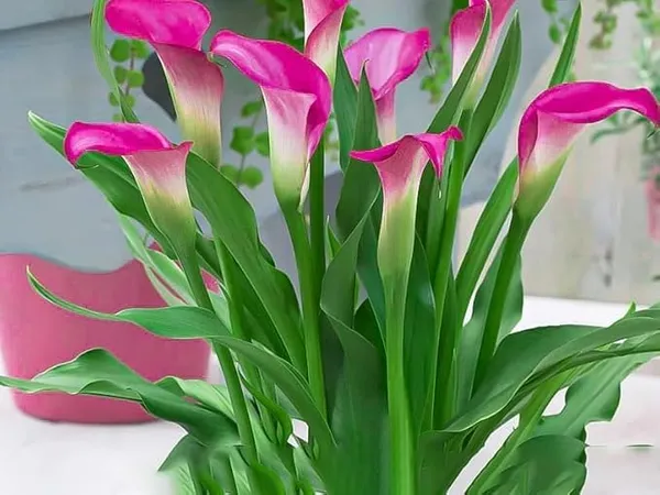 Peace_Lily_Plant