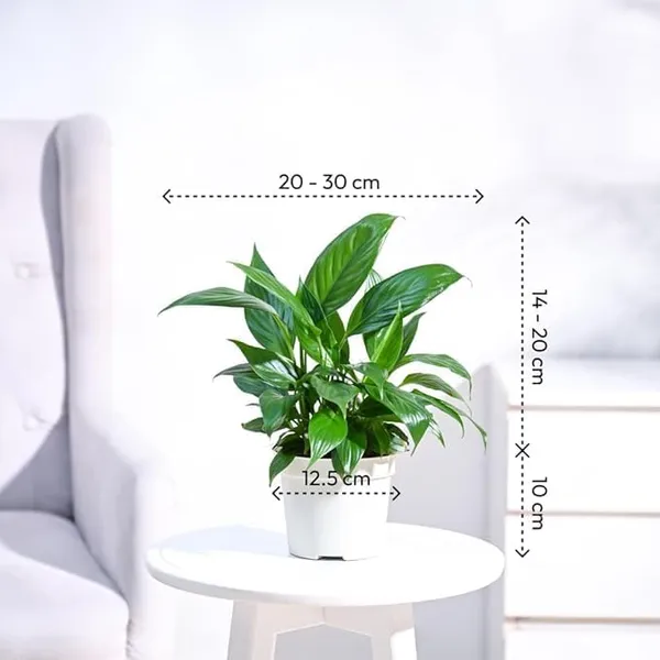 Peace_Lily_Plant