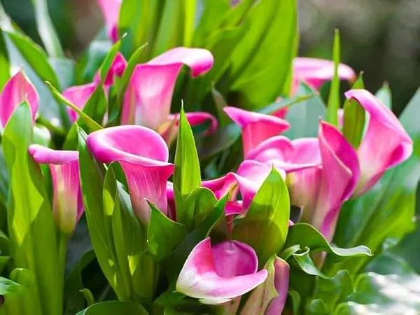 Peace_Lily_Plant