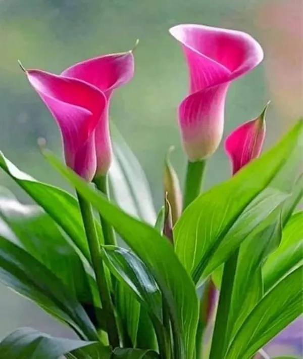 Peace_Lily_Plant