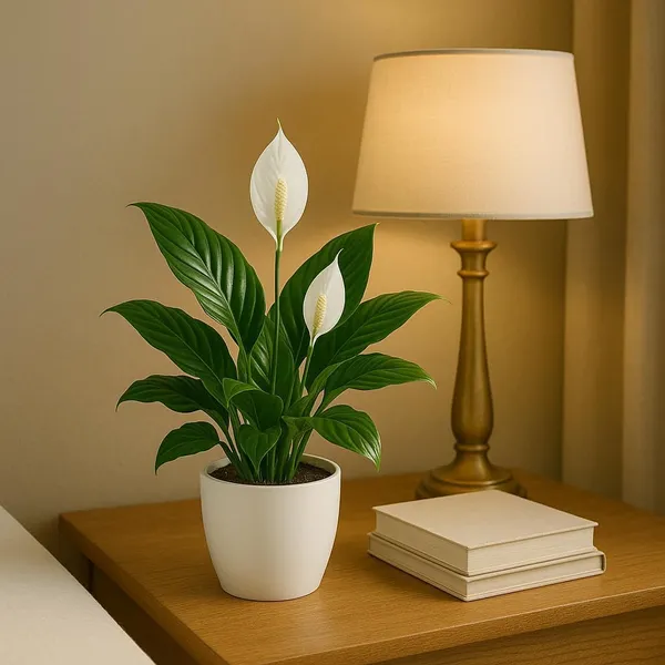 Peace_Lily_Plant