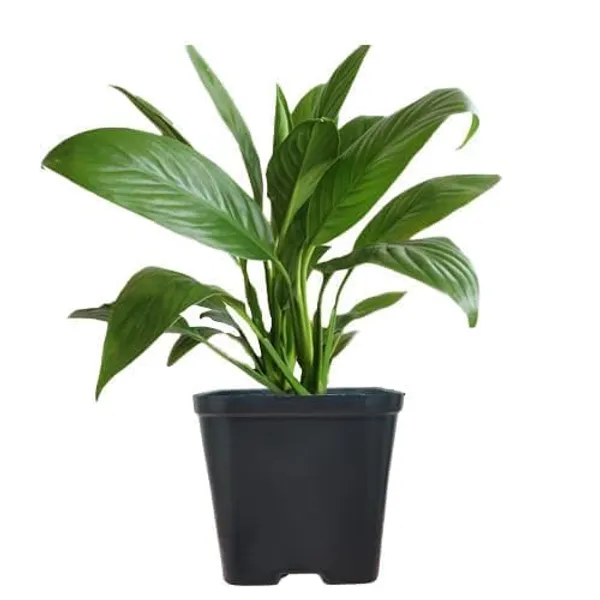 Peace_Lily_Plant