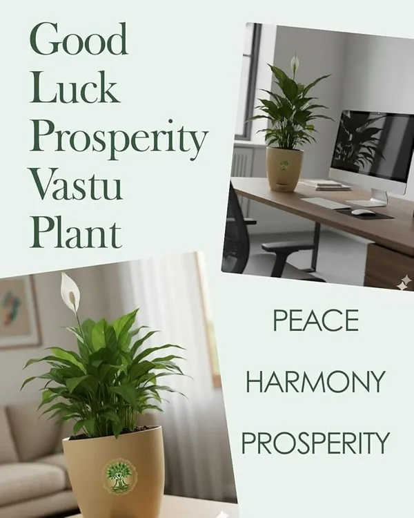 Peace_Lily_Plant