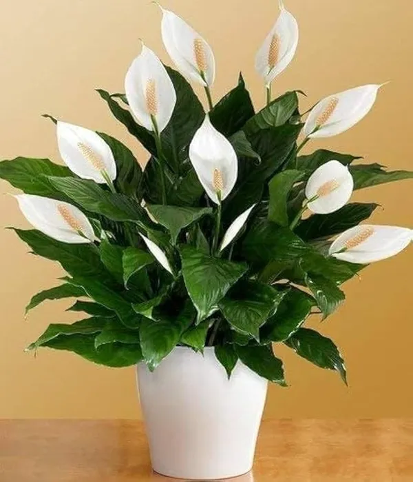 Peace_Lily_Plant