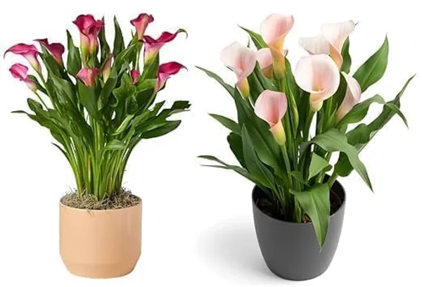Peace_Lily_Indoor_Plant_With_Pot