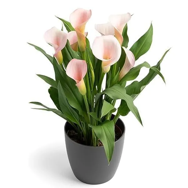 Peace_Lily_Indoor_Plant_With_Pot