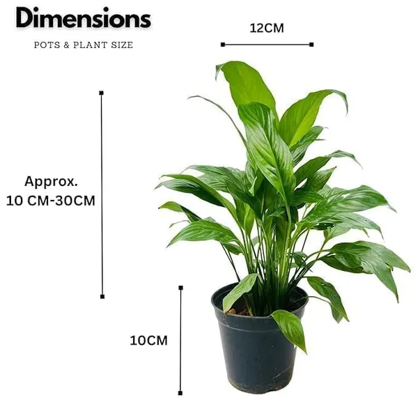 Peace_Lily_Indoor_Plant_With_Pot