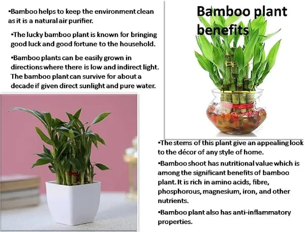 Lucky_Bamboo_Plant