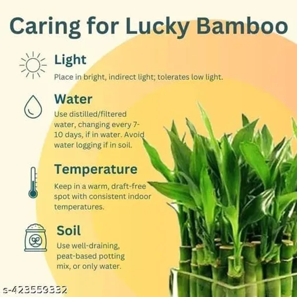 Lucky_Bamboo_Plant