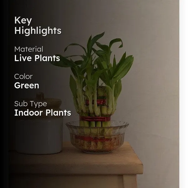 Lucky_Bamboo_Plant