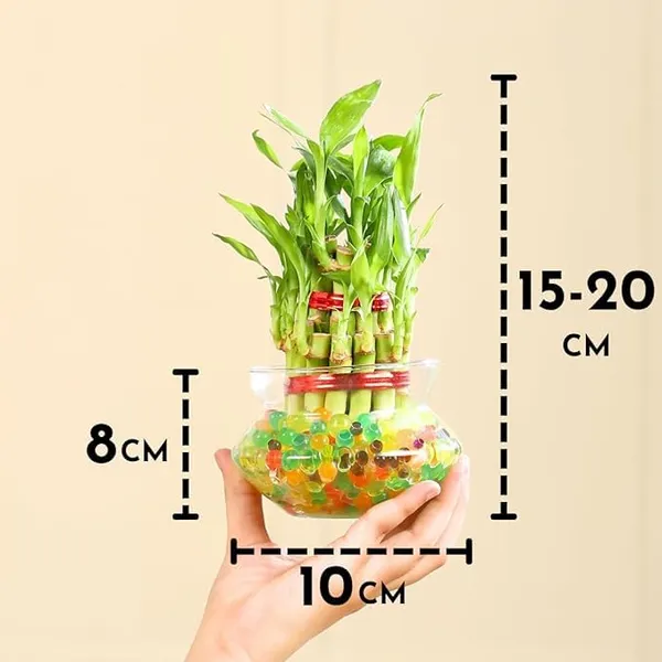 Lucky_Bamboo_Plant