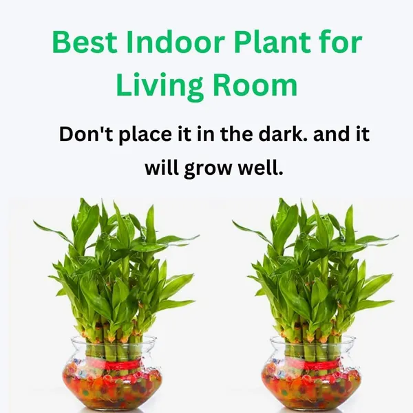 Lucky_Bamboo_Plant
