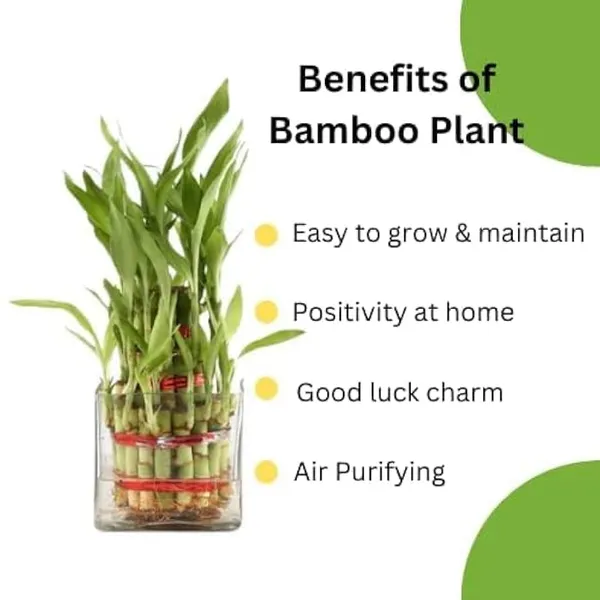 Lucky_Bamboo_Plant