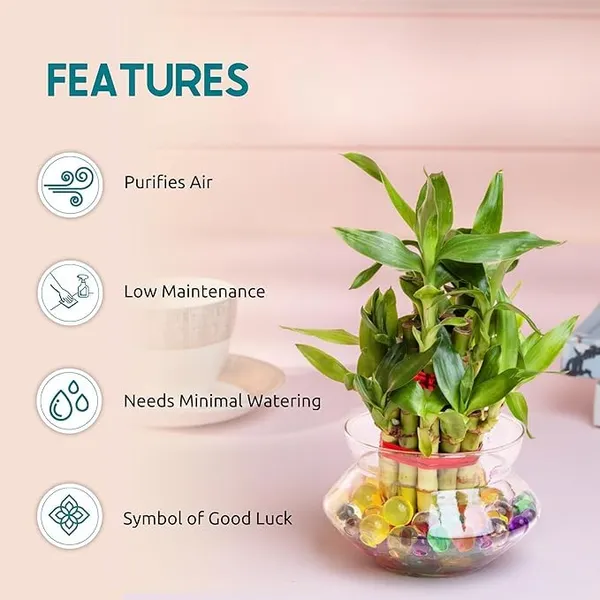 Lucky_Bamboo_Plant