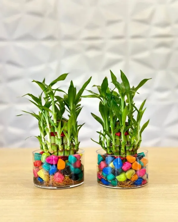 Lucky_Bamboo_Plant