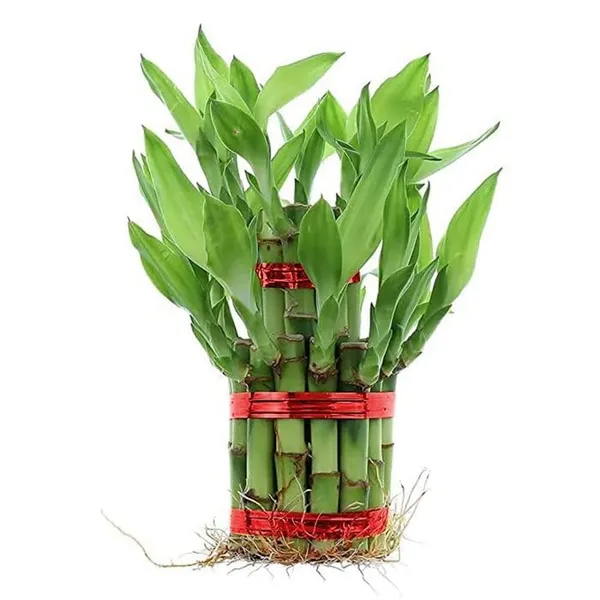 Lucky_Bamboo_Plant