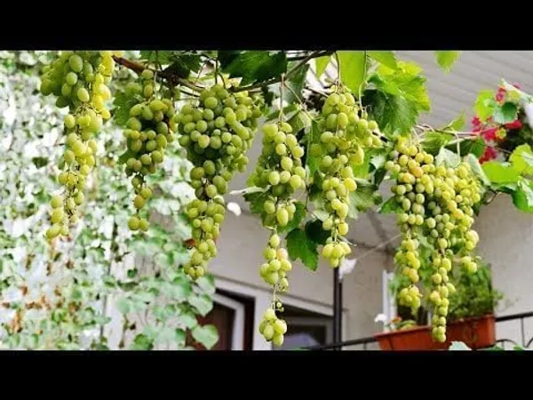 Grafted_Grape_Vine_Plant