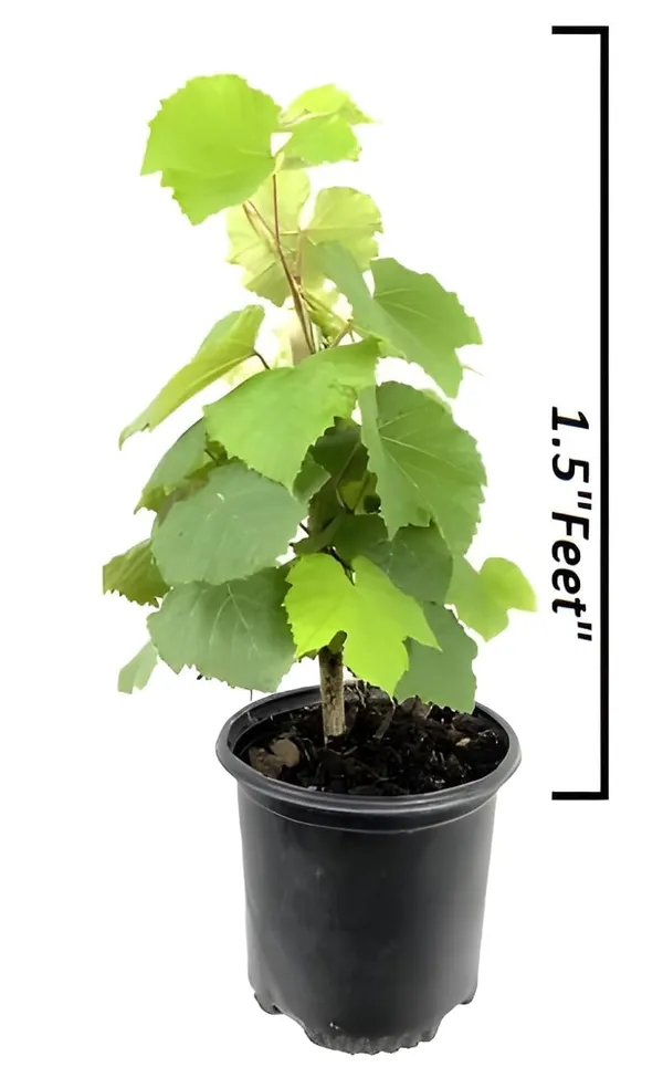 Grafted_Grape_Vine_Plant