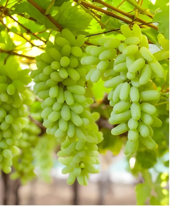Grafted_Grape_Vine_Plant