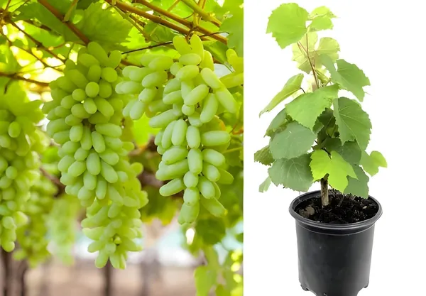 Grafted_Grape_Vine_Plant