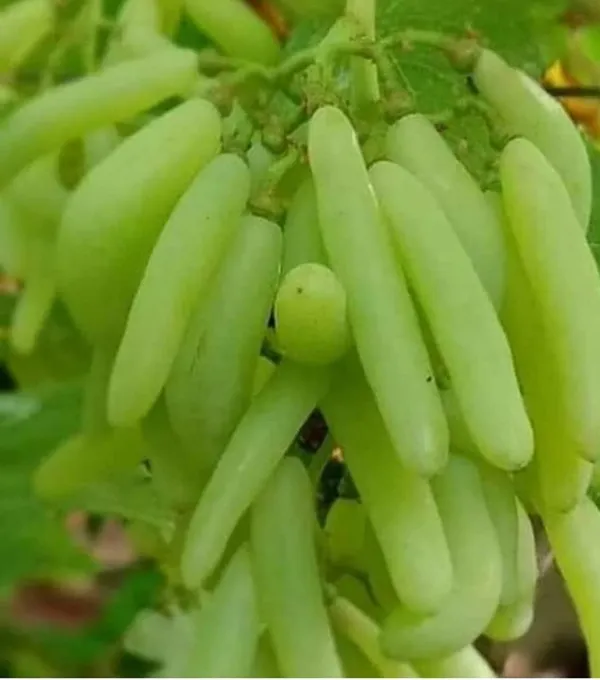Grafted_Grape_Vine_Plant