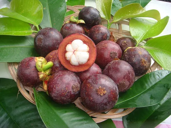 Mangosteen_Fruit_Plant