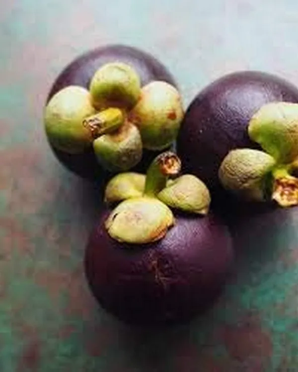 Mangosteen_Fruit_Plant