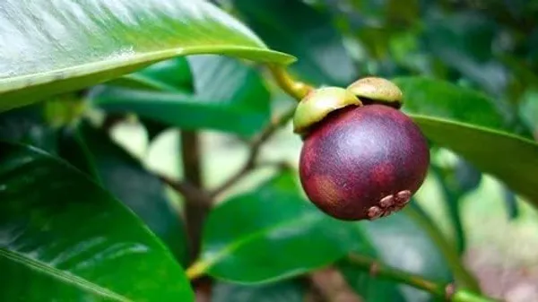 Mangosteen_Fruit_Plant