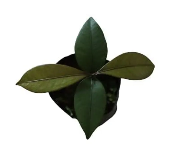 Mangosteen_Fruit_Plant
