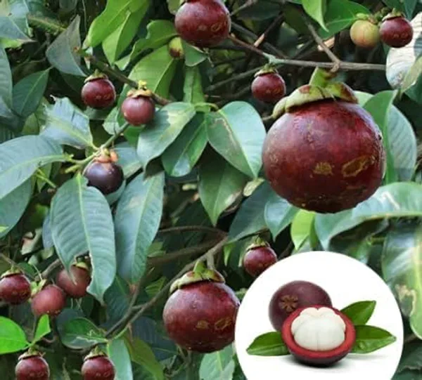 Mangosteen_Fruit_Plant