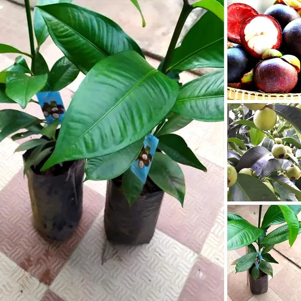 Mangosteen_Fruit_Plant