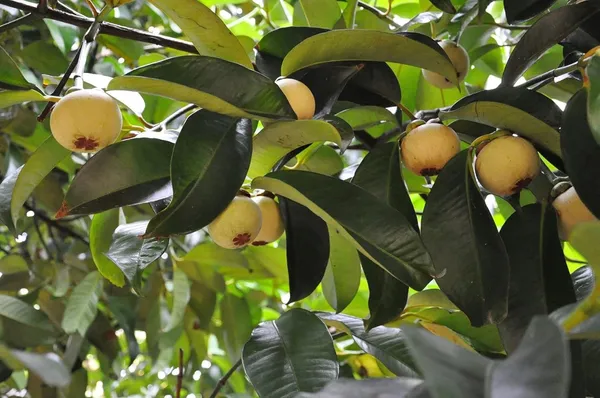 Mangosteen_Fruit_Plant