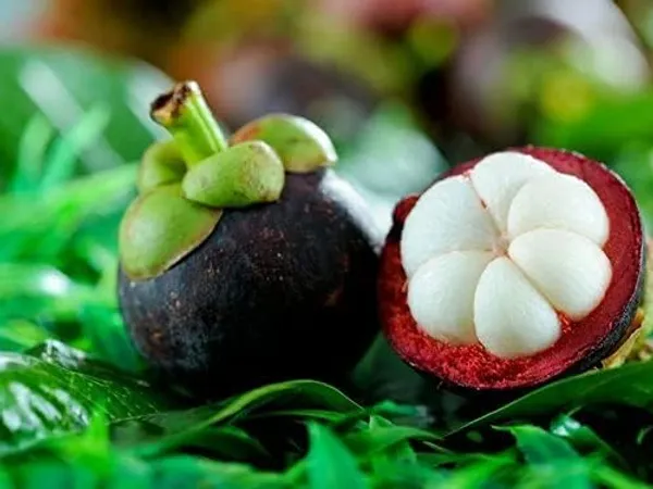 Mangosteen_Fruit_Plant