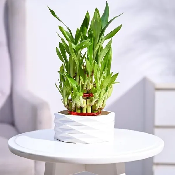 Lucky_Bamboo_Plant