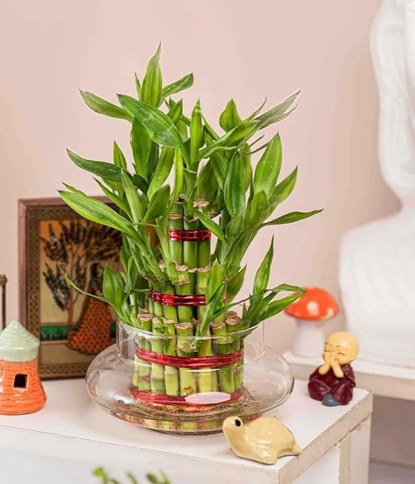 Lucky_Bamboo_Plant