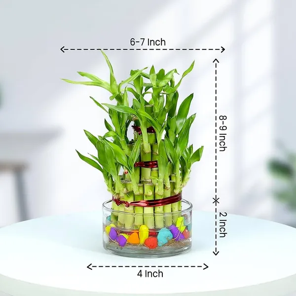 Lucky_Bamboo_Plant