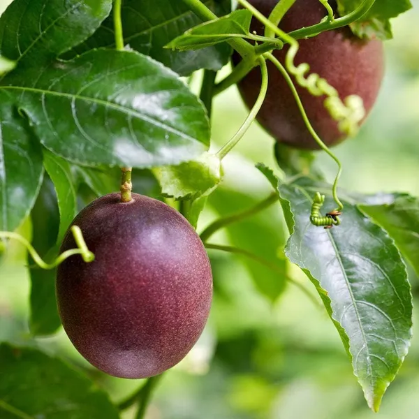 Passion_Fruit_Plant