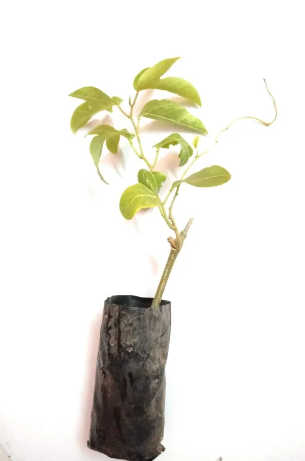 Passion_Fruit_Plant