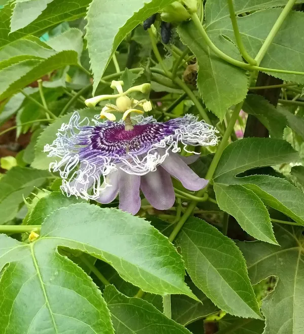 Passion_Fruit_Plant