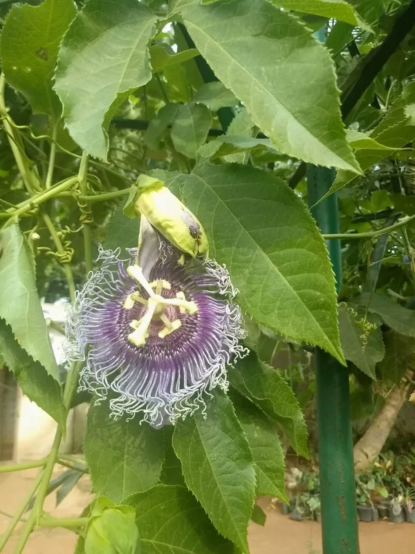 Passion_Fruit_Plant