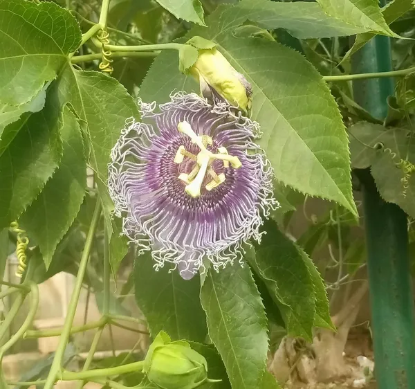 Passion_Fruit_Plant