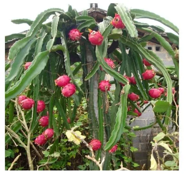 Dragon_Fruit_Plant