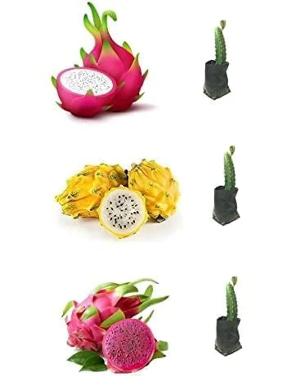 Dragon_Fruit_Plant