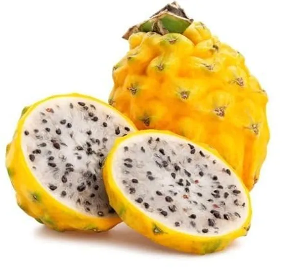 Dragon_Fruit_Plant