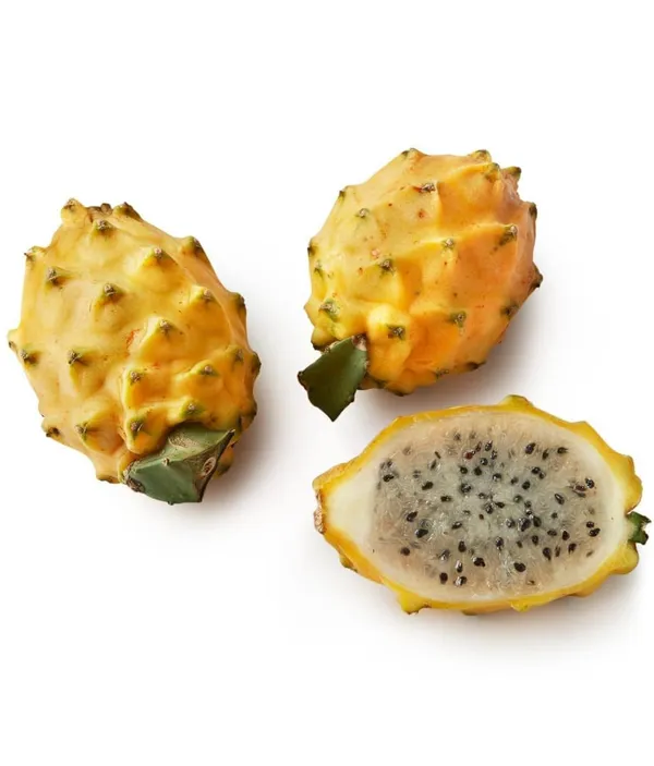 Dragon_Fruit_Plant