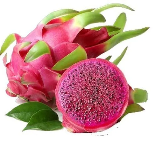 Dragon_Fruit_Plant