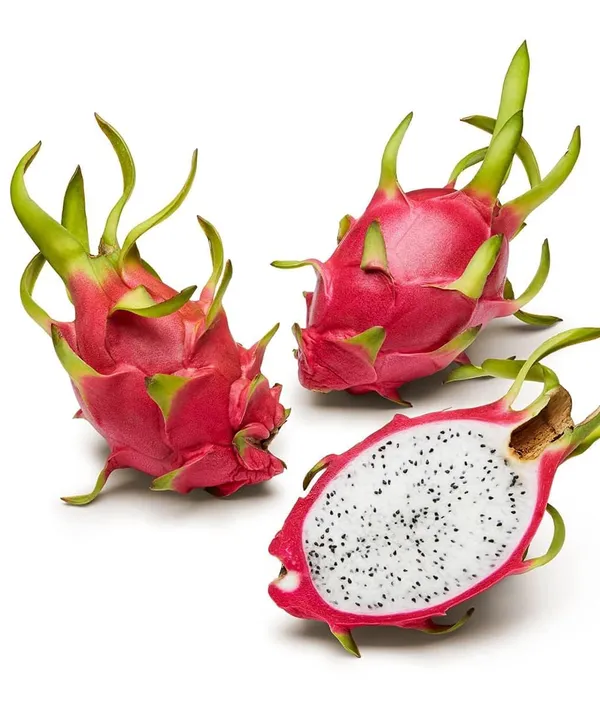 Dragon_Fruit_Plant