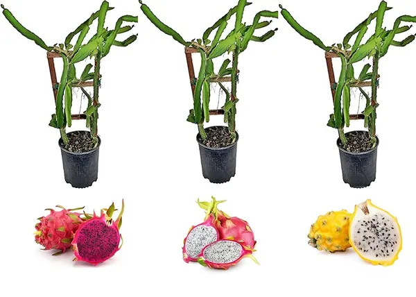 Dragon_Fruit_Plant