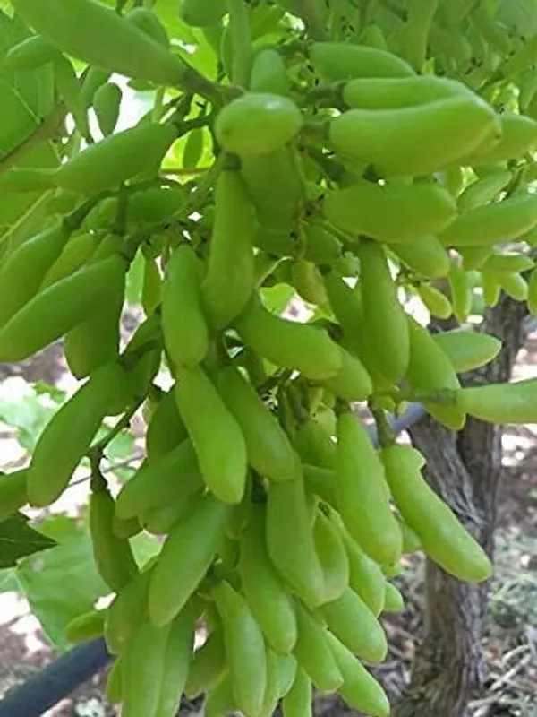 Grape_Plant